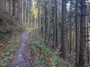 Waldweg zum Sulzberg-Gipfel.jpg