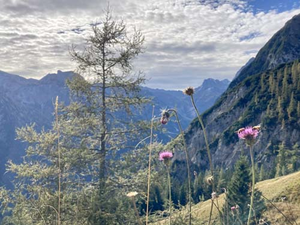 Barbet´s von den Tiroler Alpen am Feilkopf (7).jpg