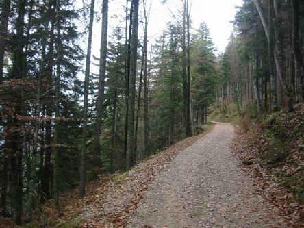 Der Aufstieg erfolgt zu Beginn auf leichten Forststraßen, die auch zum Mountainbiken gut geeignet sind.