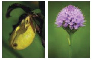 Frauenschuh (Cypripedium calceolus, links) und Kugel-Knabenkraut (Traunsteinera globosa, rechts) gehören zu unseren spektakulärsten Orchideen.