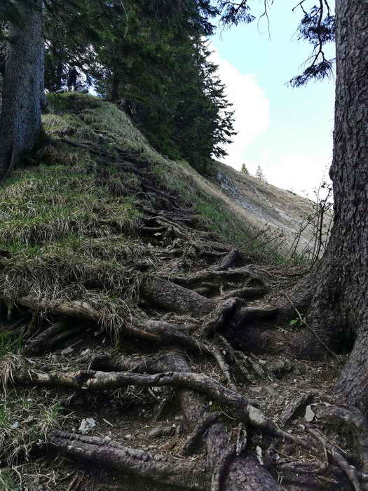Der steile Steig zum Gipfel erfolgt entlang des bewaldeten Kamms