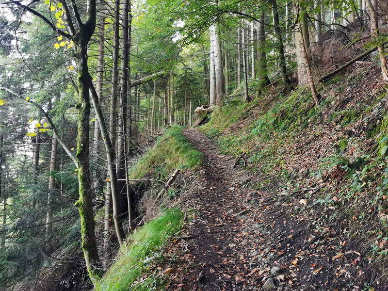 Der Rückweg erfolgt auf einem einfachen Steig durch den Bergwald