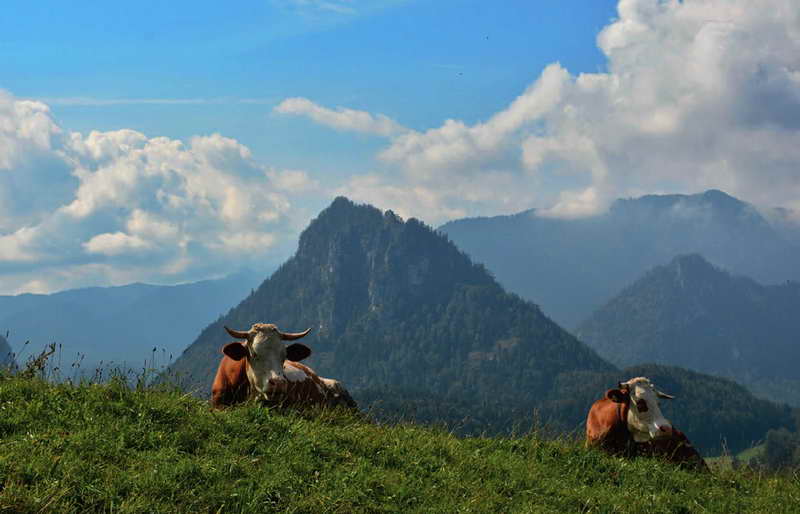 Kühe mit Aussicht auf den Falkenstein